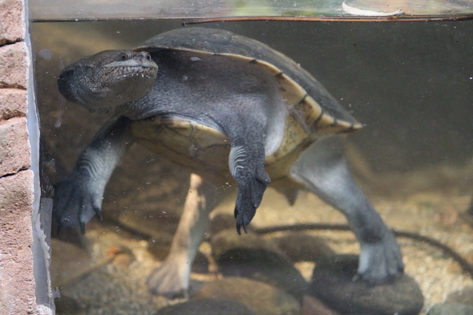 Eastern Snake-Necked Turtle