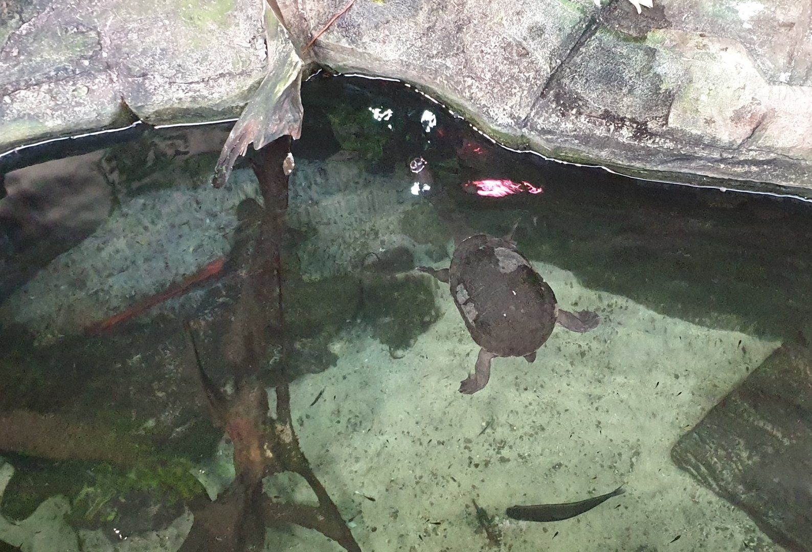 Eastern snake-necked turtle