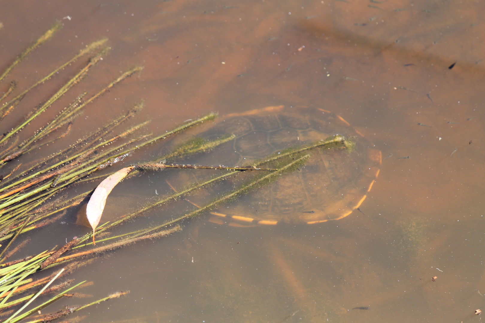 Eastern Snake-necked Turtle