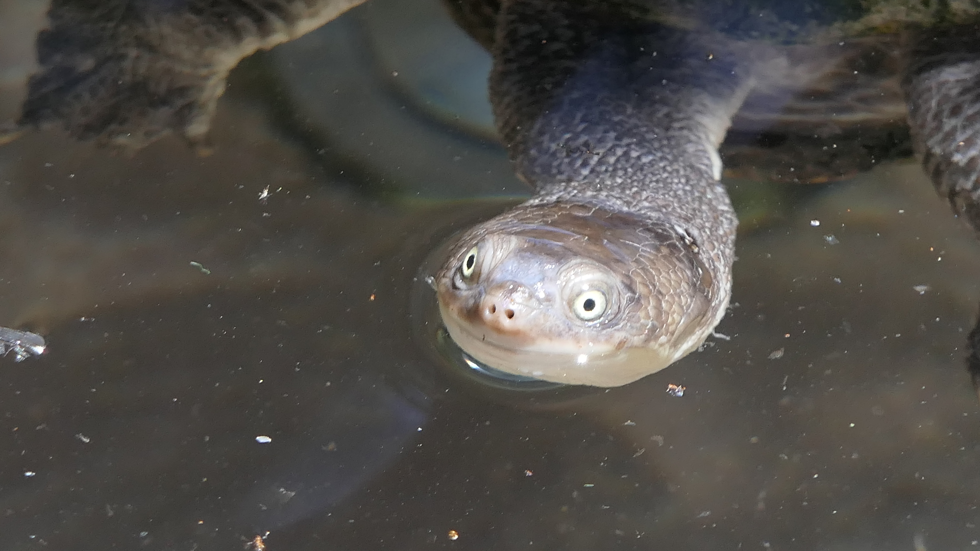 Eastern Snake-necked Turtle