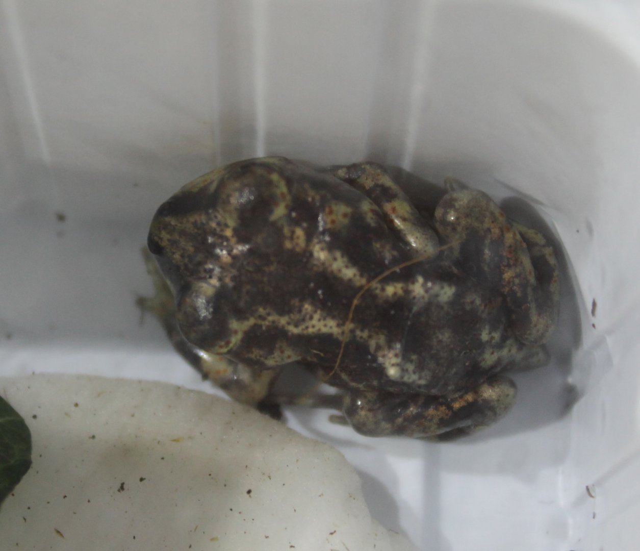 Eastern spadefoot toad - Scaphiopus holbrookii