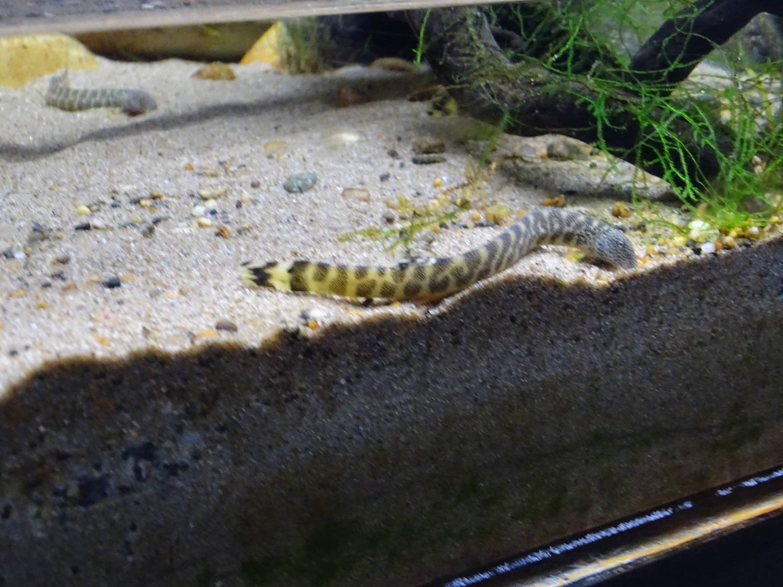 Eastern spine loach