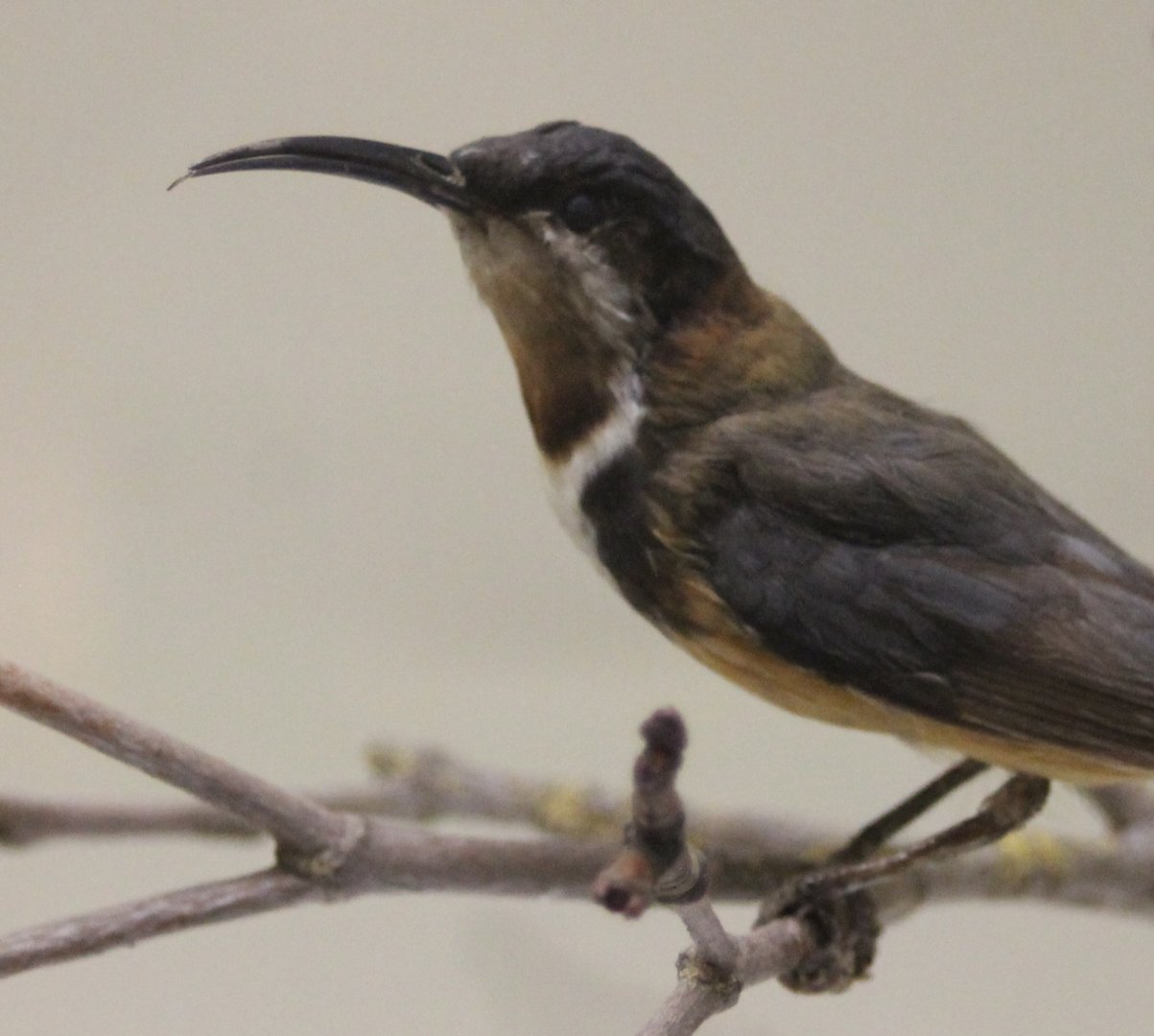 Eastern spinebill -Acanthorhynchus tenuirostris