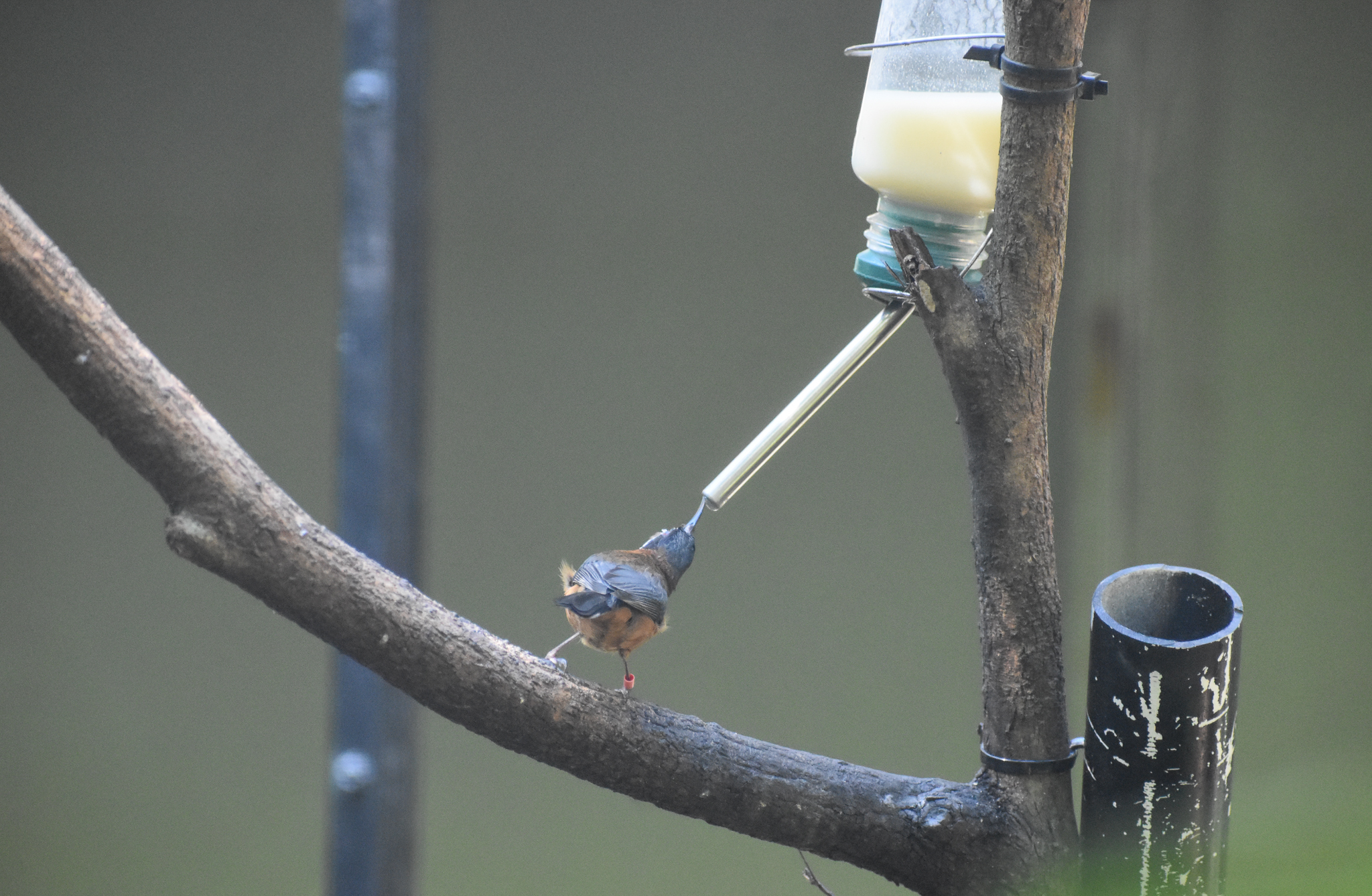 Eastern Spinebill feeding