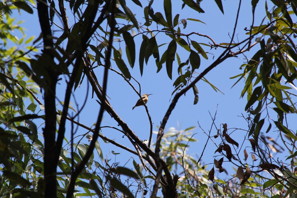 Eastern Spinebill juvenile (Acanthorhynchus tenuirostris)