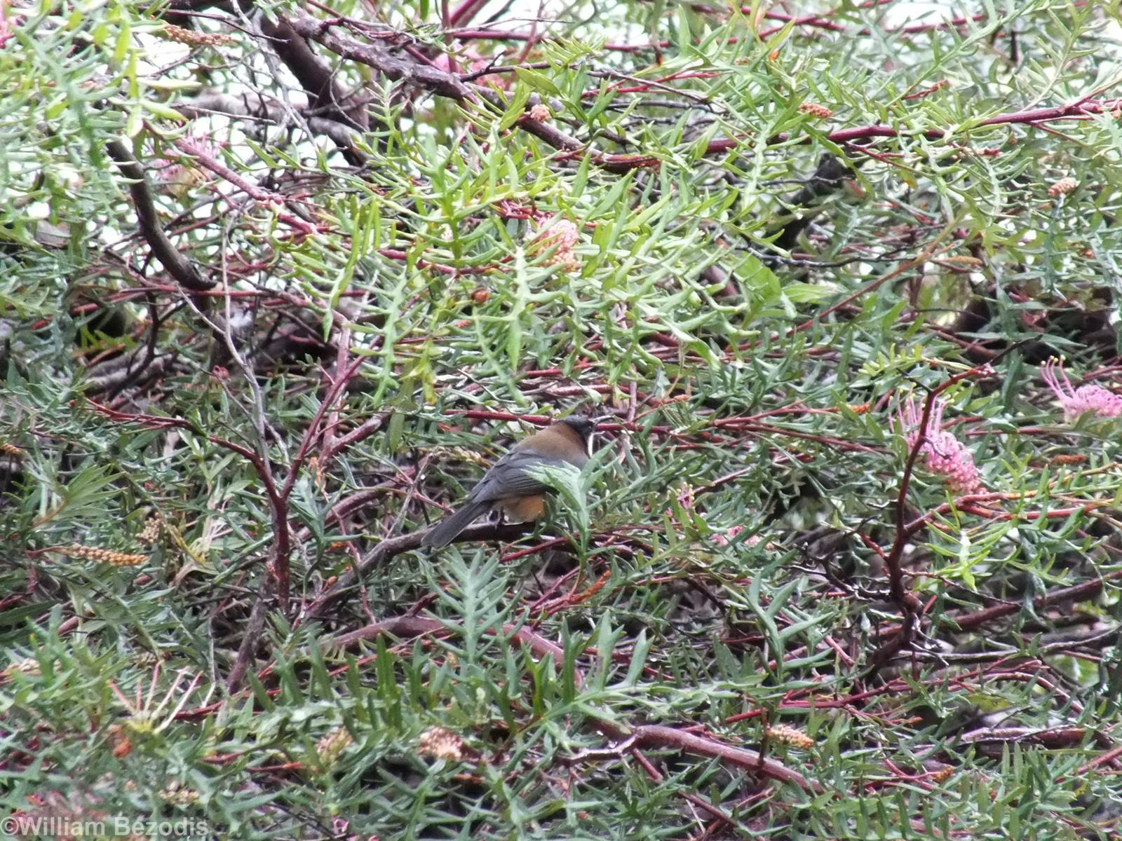 Eastern Spinebill - Lamington National Park