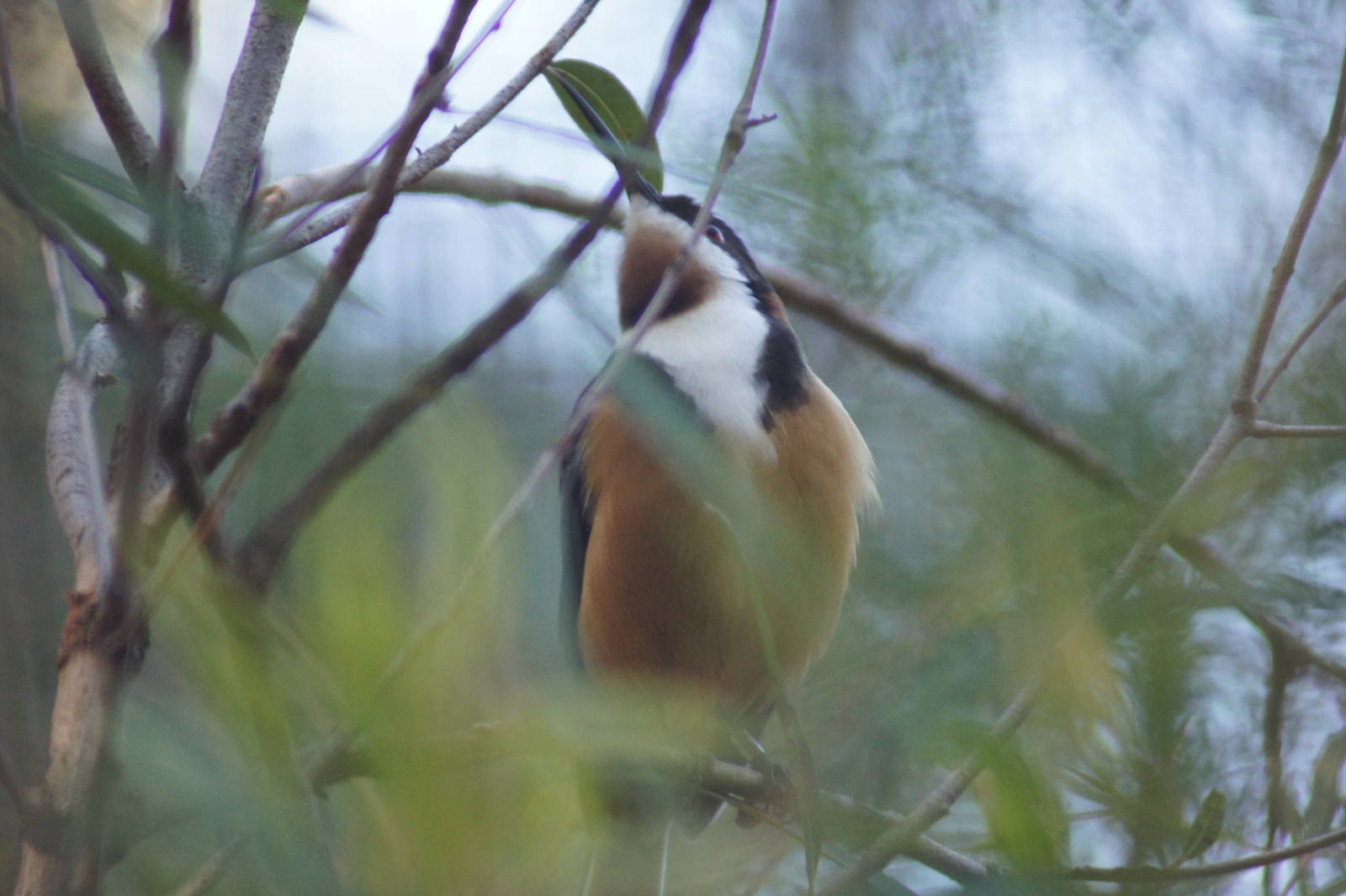 Eastern spinebill (male)