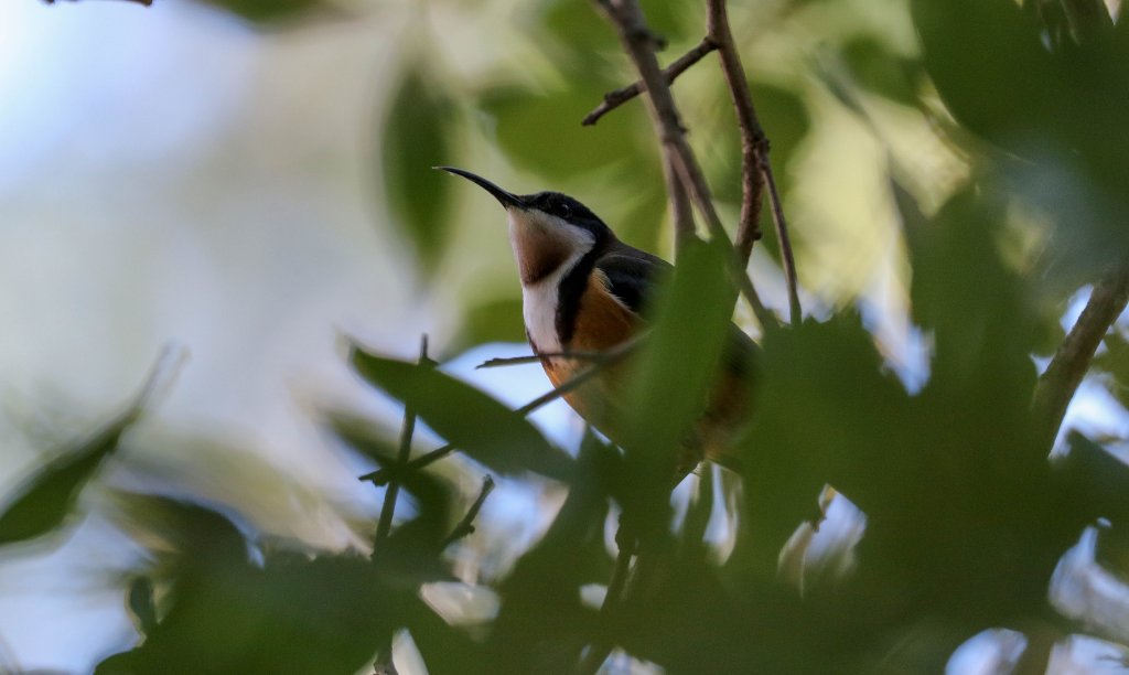 Eastern Spinebill