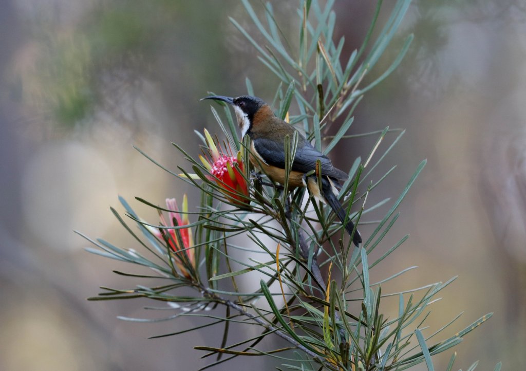Eastern Spinebill