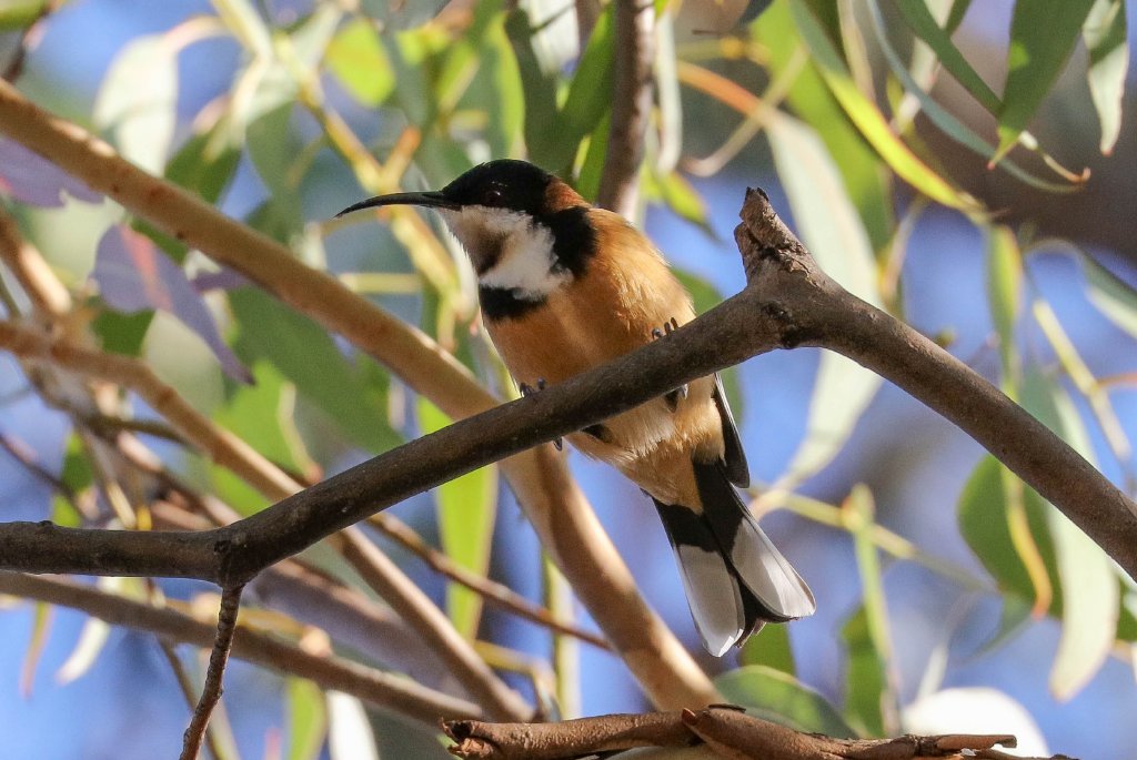 Eastern Spinebill