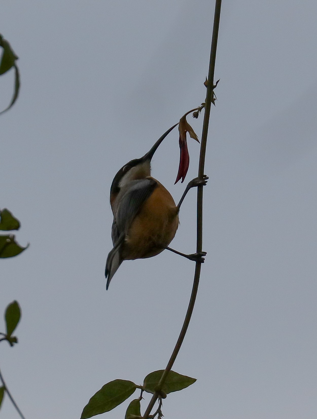 Eastern Spinebill