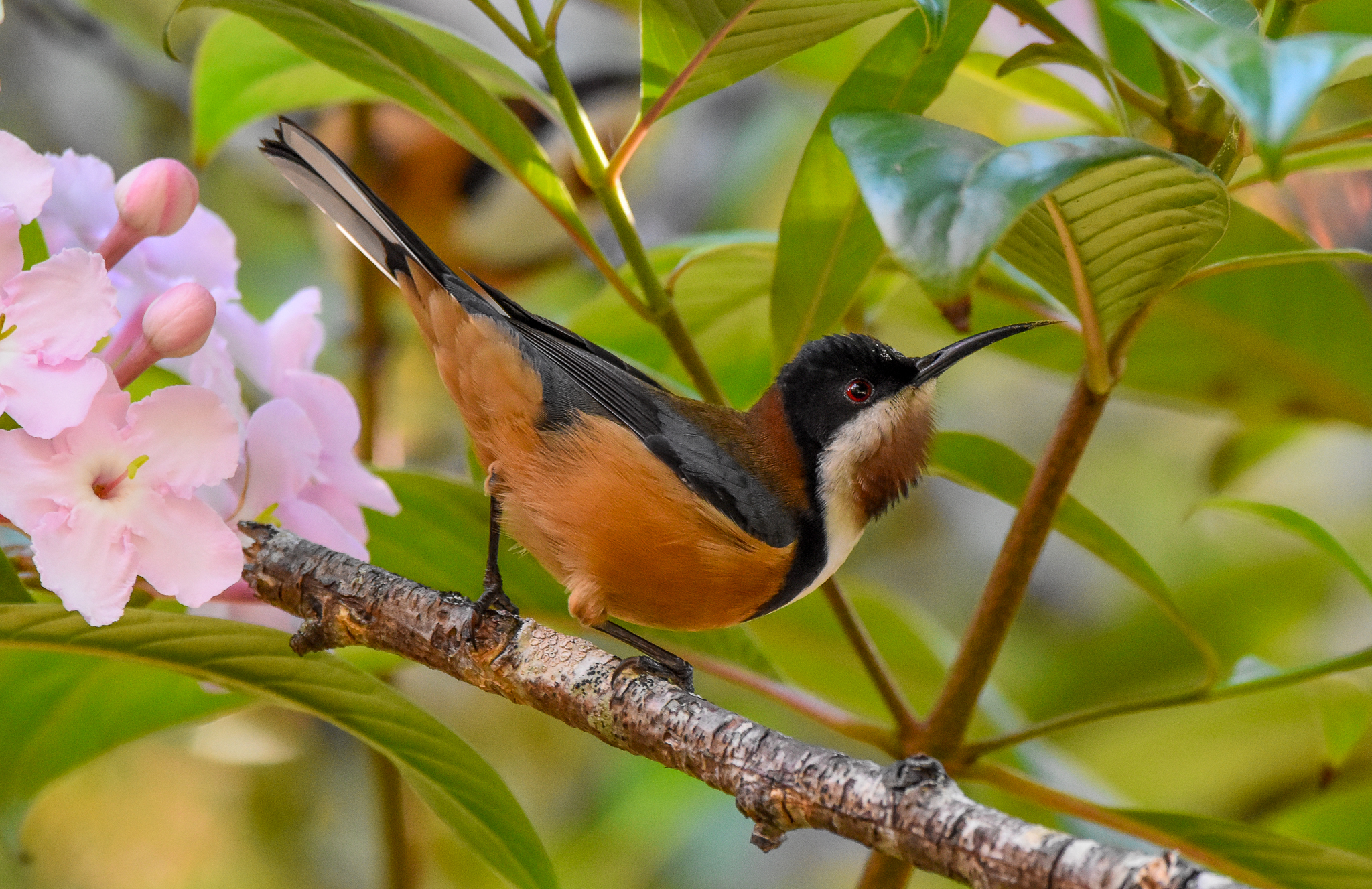 Eastern Spinebill