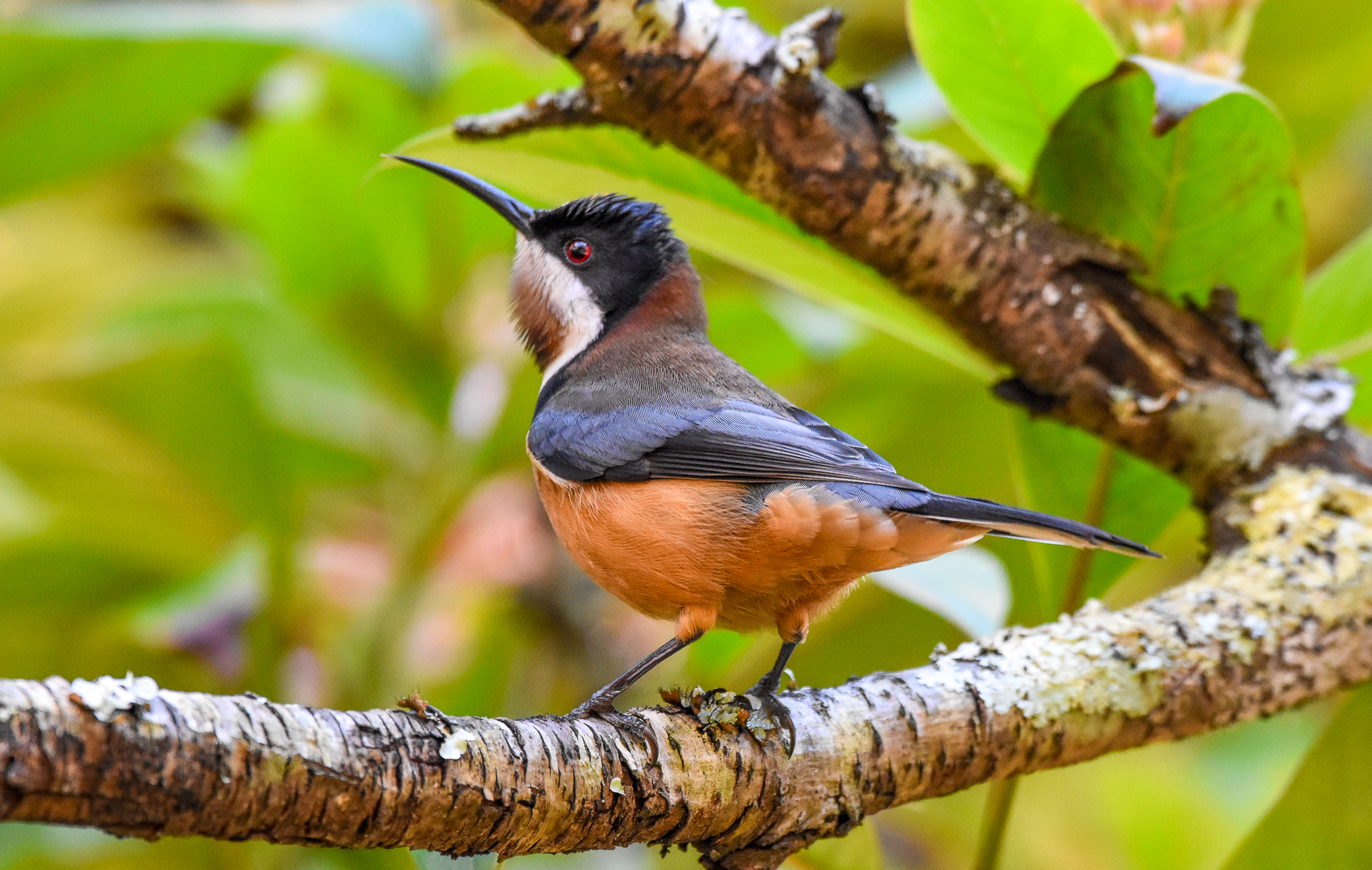 Eastern Spinebill