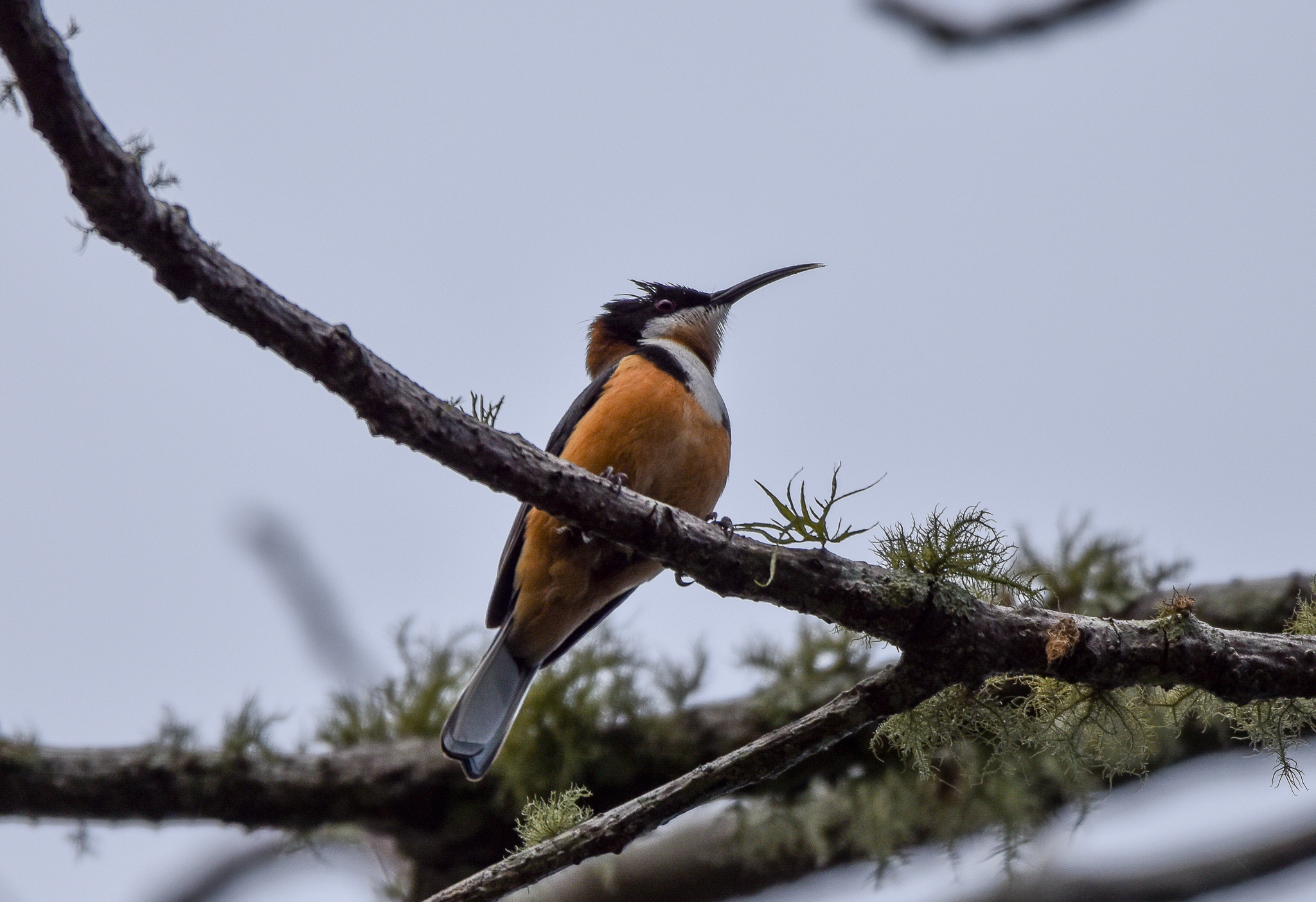 Eastern Spinebill