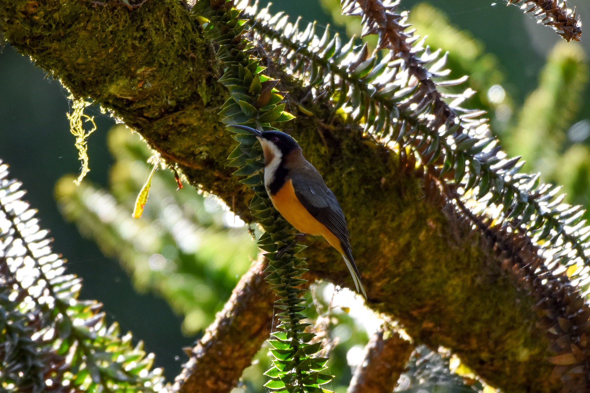 Eastern Spinebill