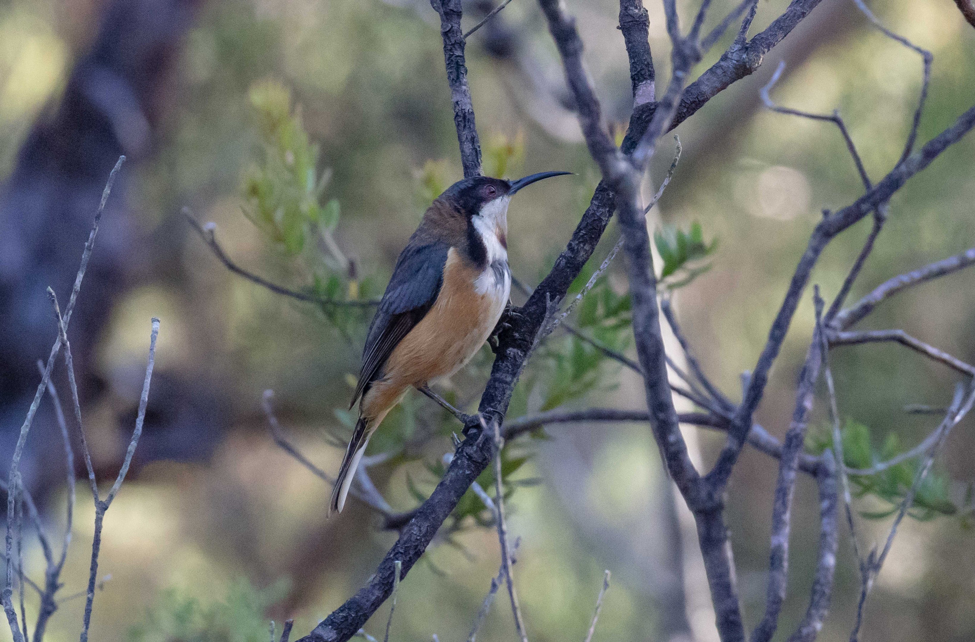 Eastern Spinebill