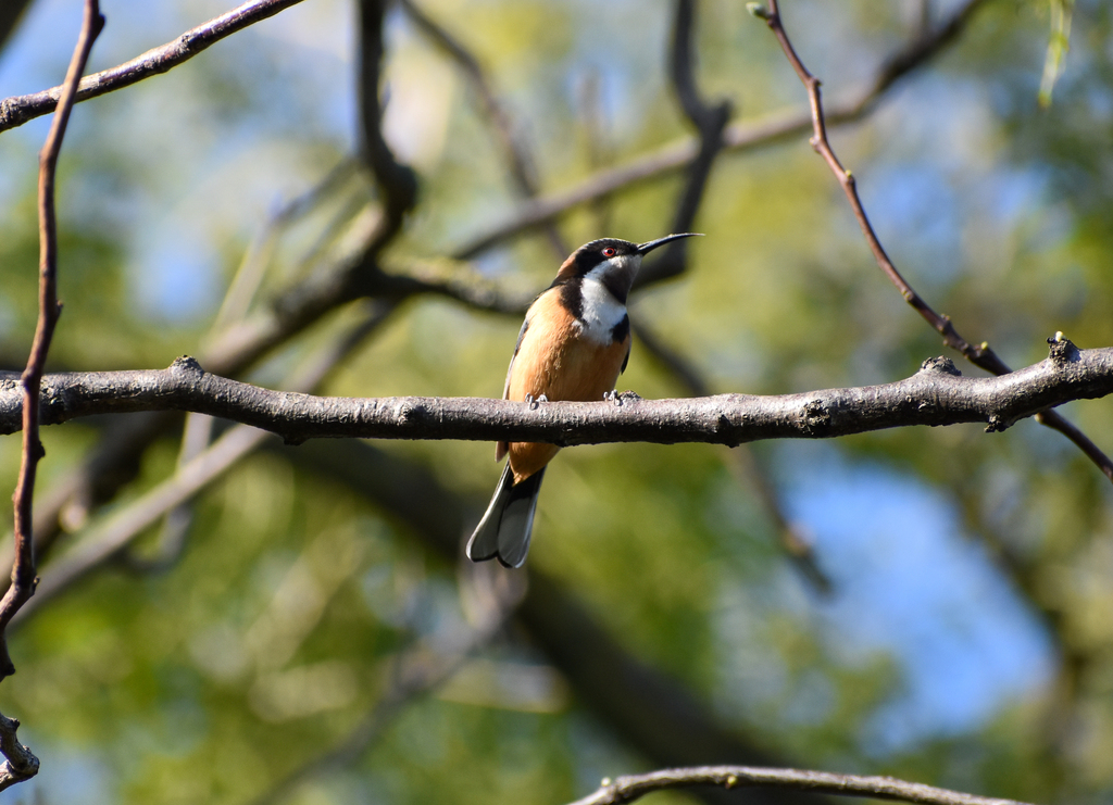 Eastern Spinebill