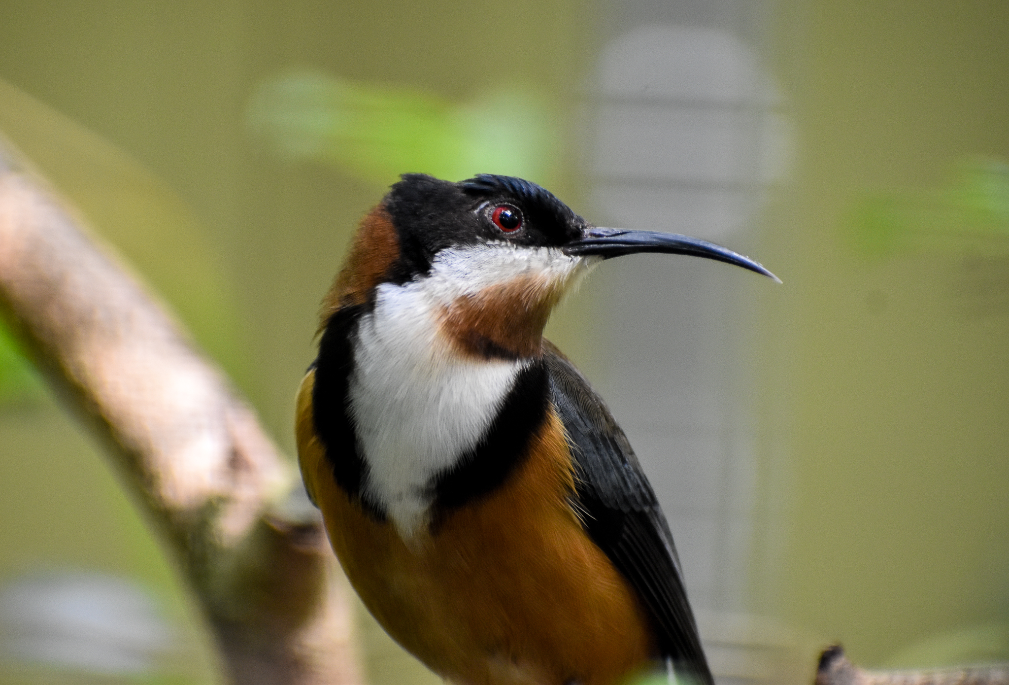 Eastern Spinebill