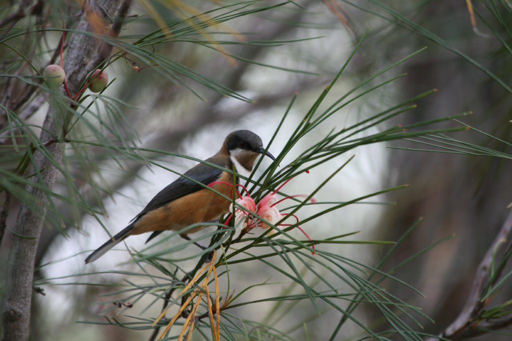 Eastern Spinebill