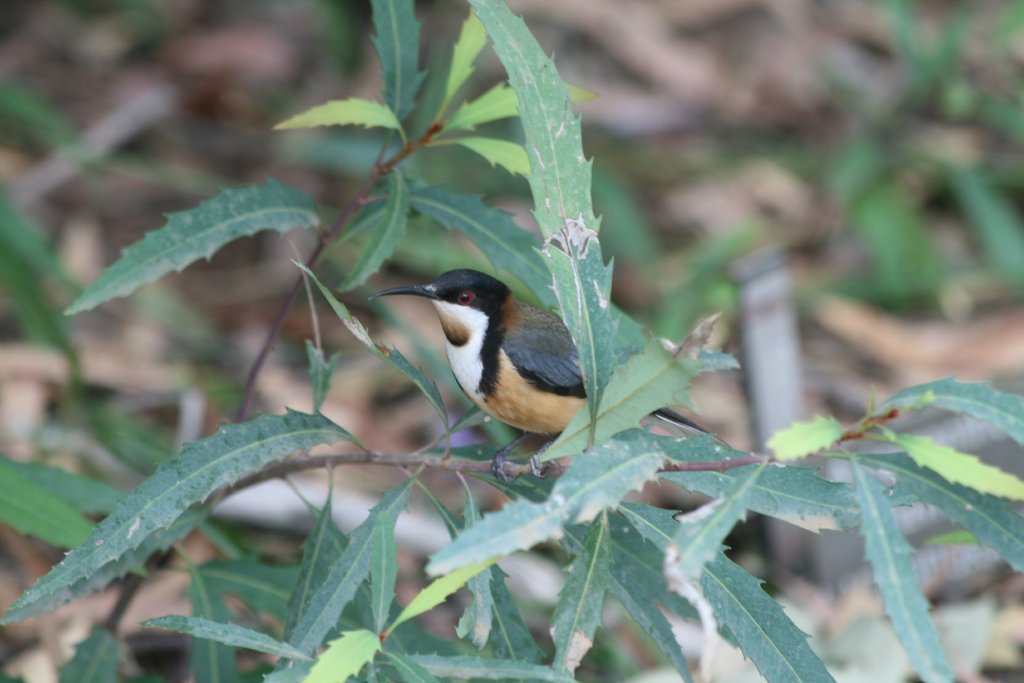 Eastern Spinebill