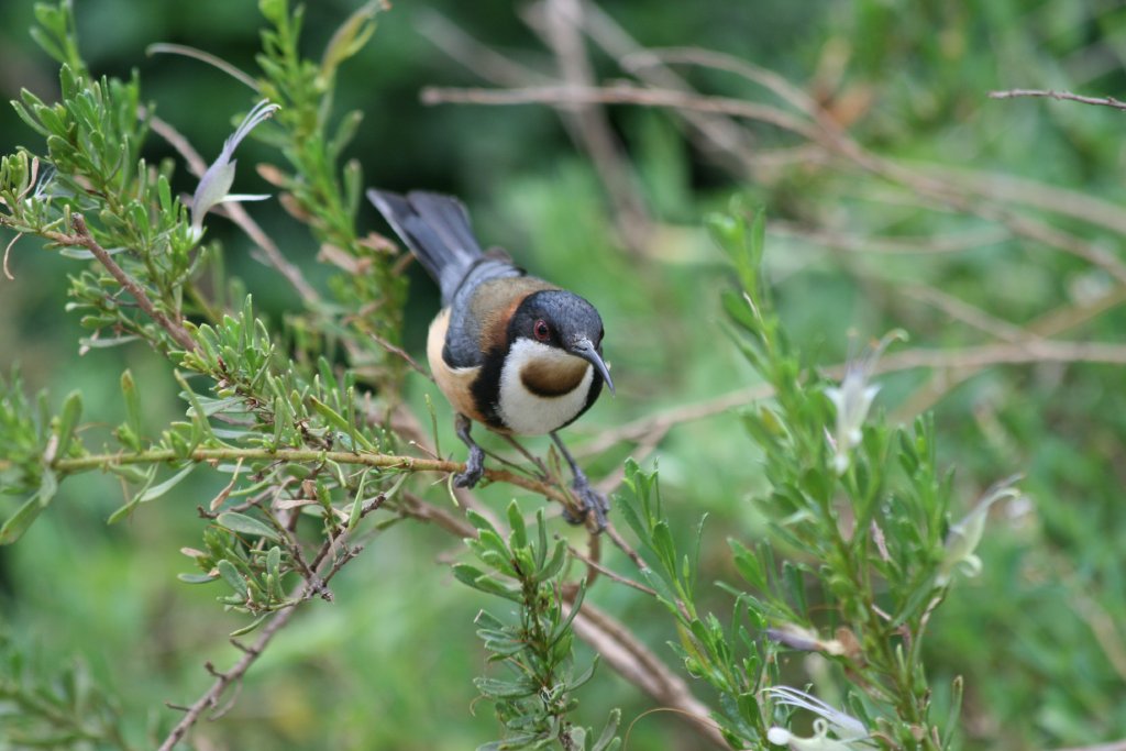 Eastern Spinebill