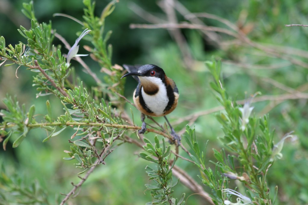 Eastern Spinebill