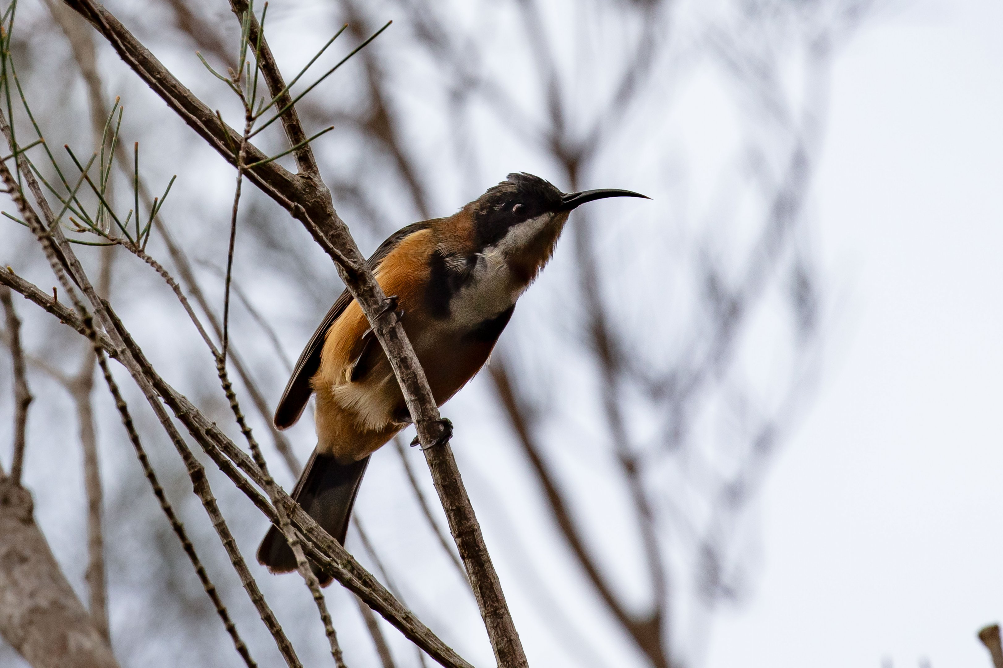 Eastern Spinebill