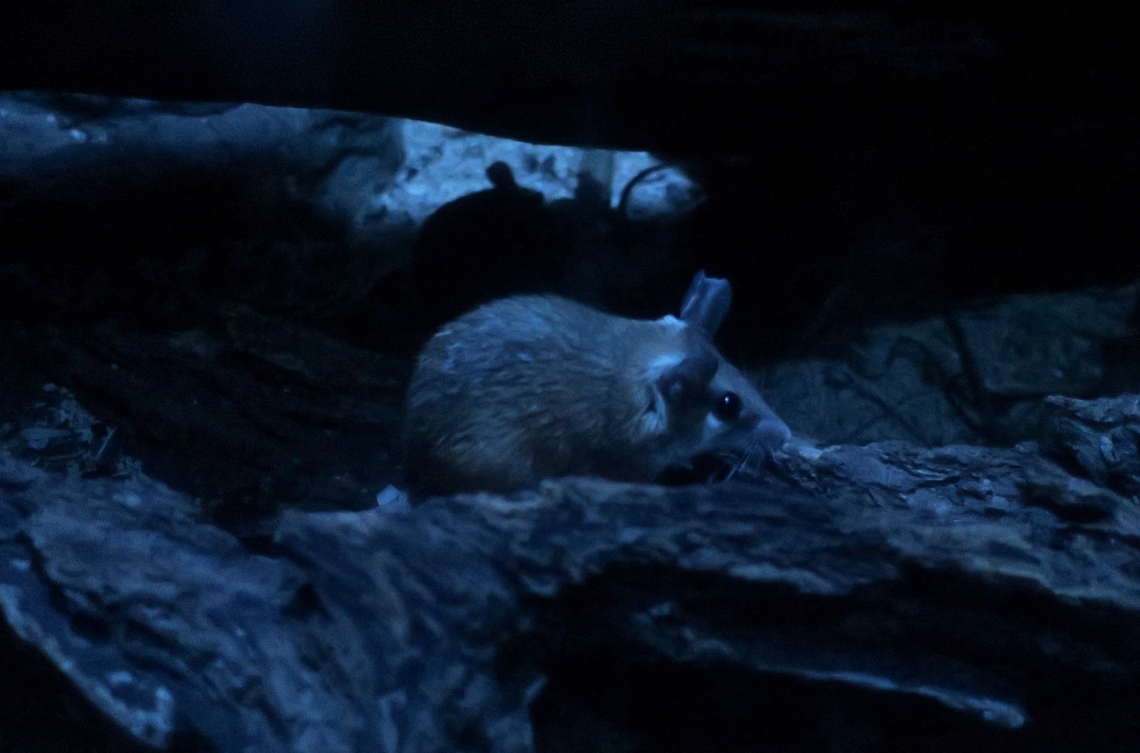 Eastern Spiny Mouse (Acomys dimidiatus)