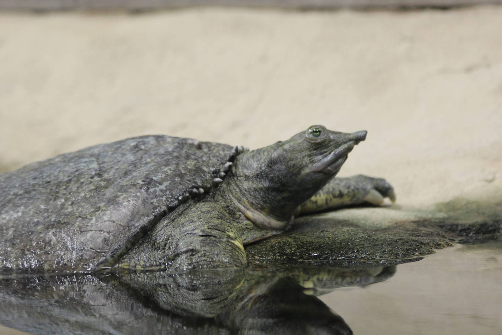 Eastern Spiny Softshell Turtle - Nov 2012