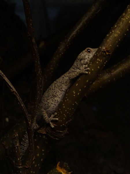 Eastern spiny-tailed gecko (Strophurus williamsi)(04/23)