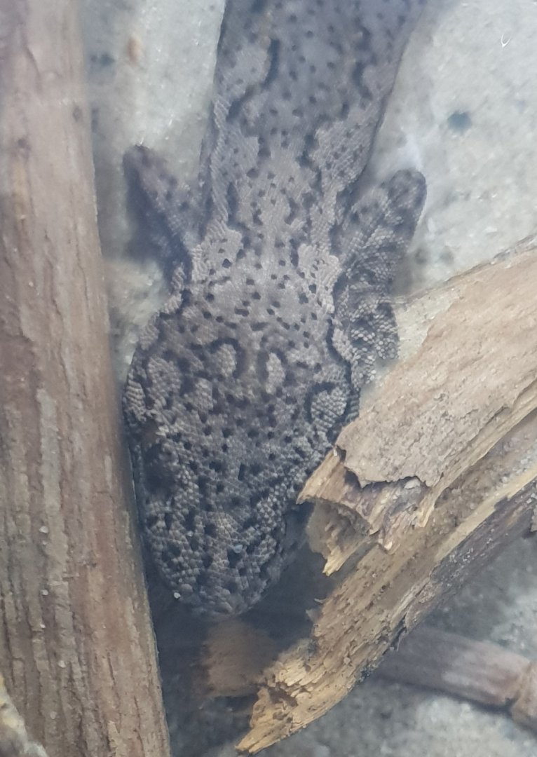 Eastern spiny-tailed gecko - Strophurus williamsi