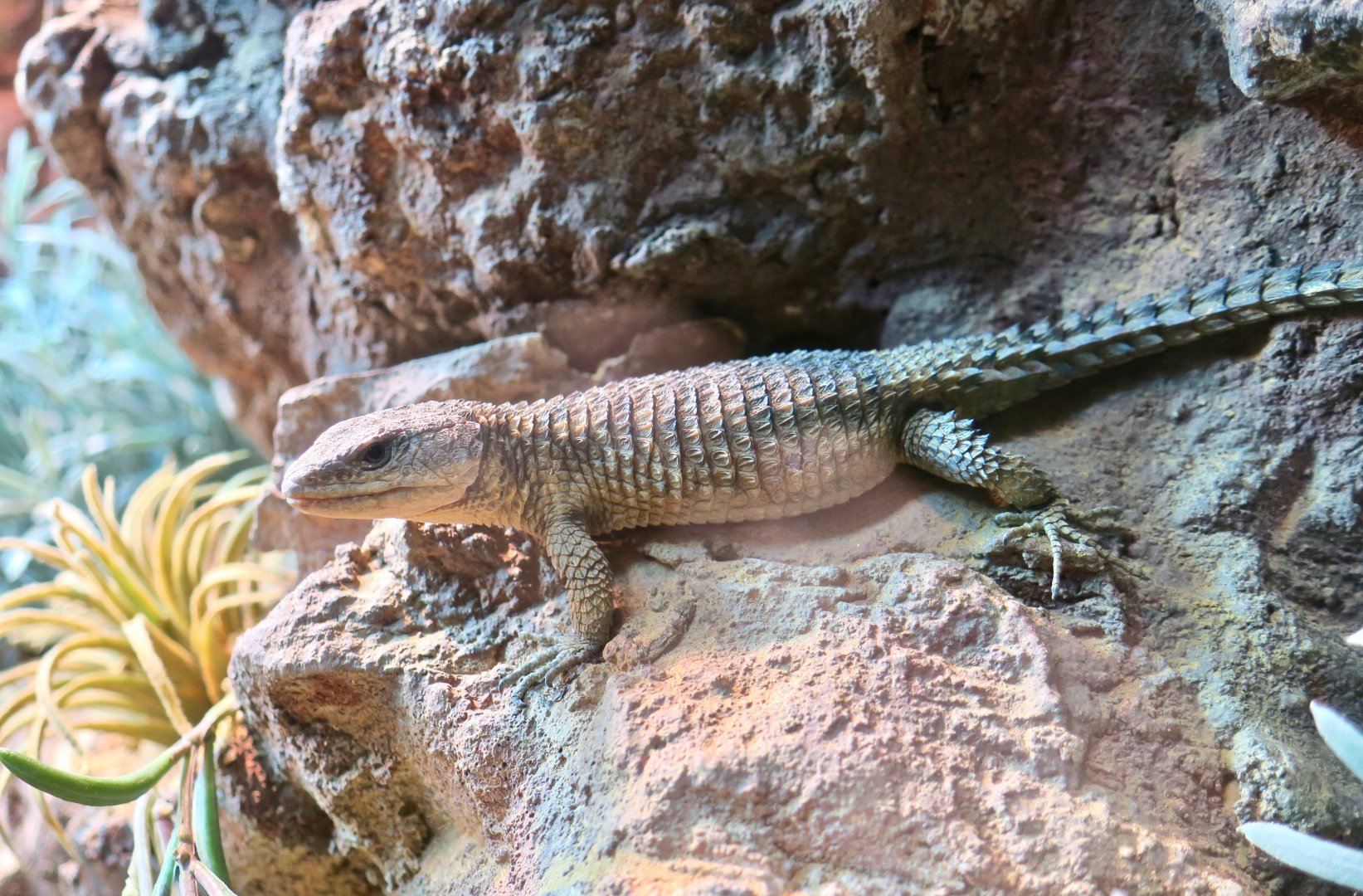 Eastern Spiny-Tailed Lizard (Cordylus tropidosternum)