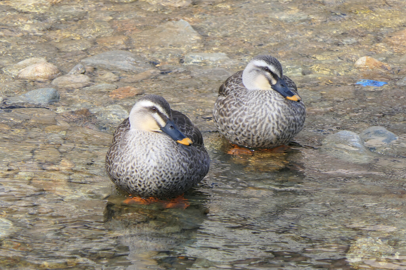Eastern Spot-billed Duck (Anas zonorhyncha)