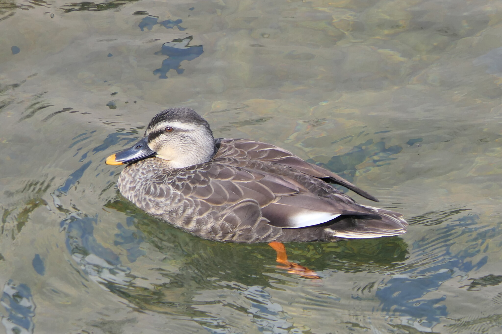 Eastern Spot-billed Duck (Anas zonorhyncha)