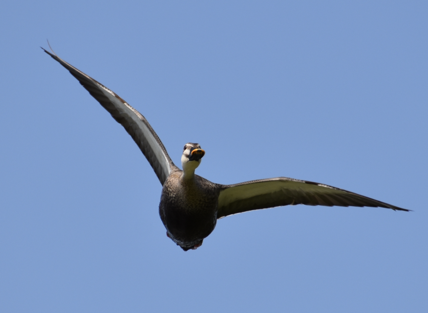 Eastern Spot Billed Duck ~ Kasai Rinkai Bird Sanctuary