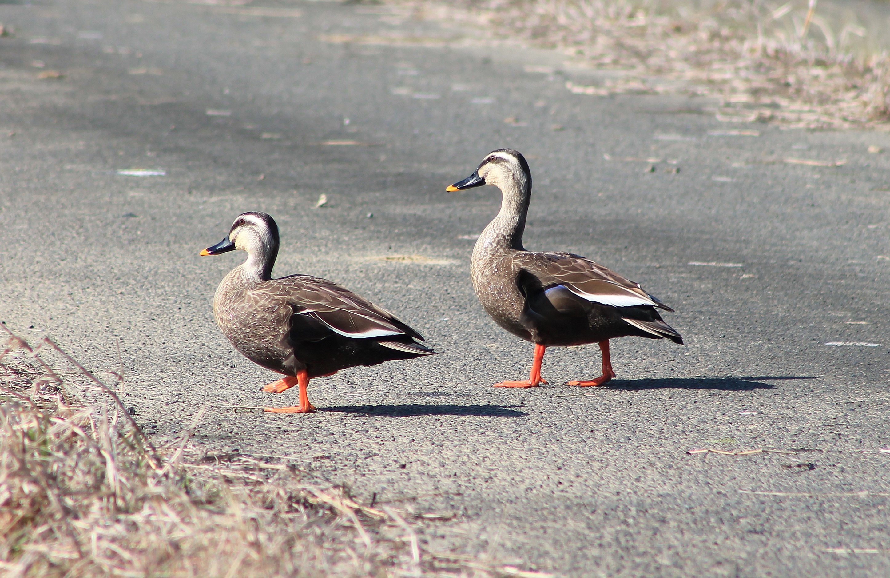 Eastern Spot-billed Ducks (Anas zonorhyncha)
