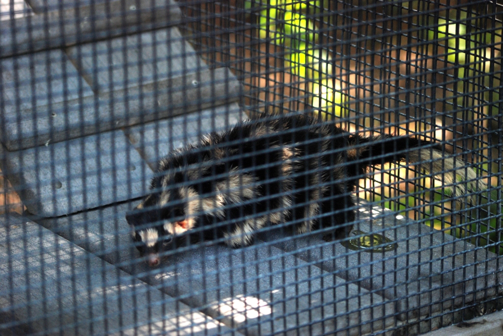 Eastern Spotted Skunk at Busch Wildlife Sanctuary, 14/10/13