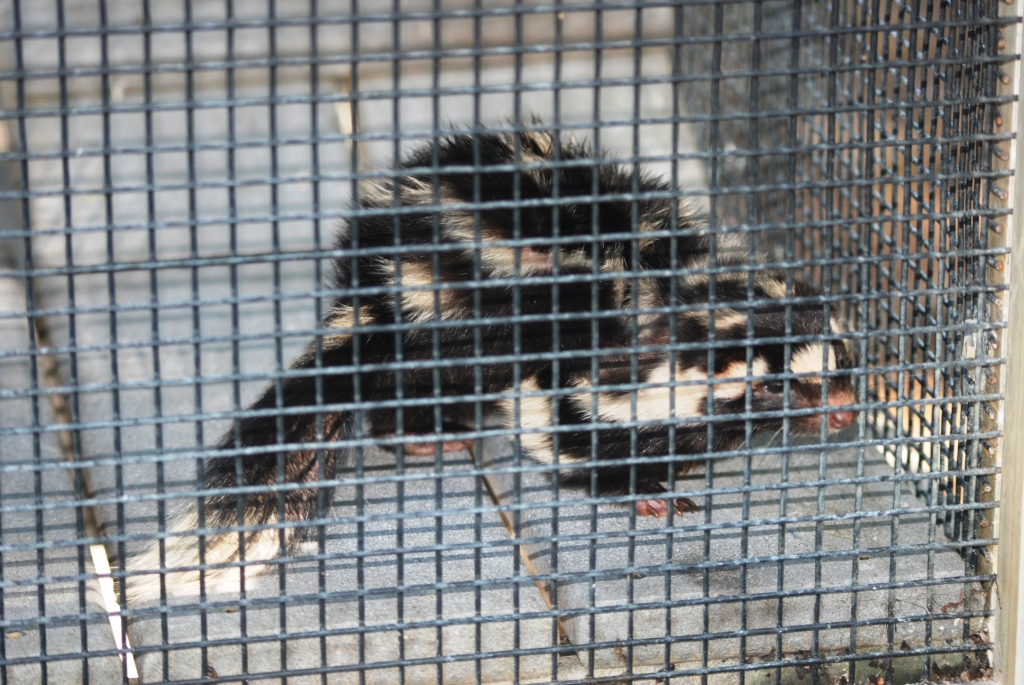 Eastern Spotted Skunk at Busch Wildlife Sanctuary, 14/10/13