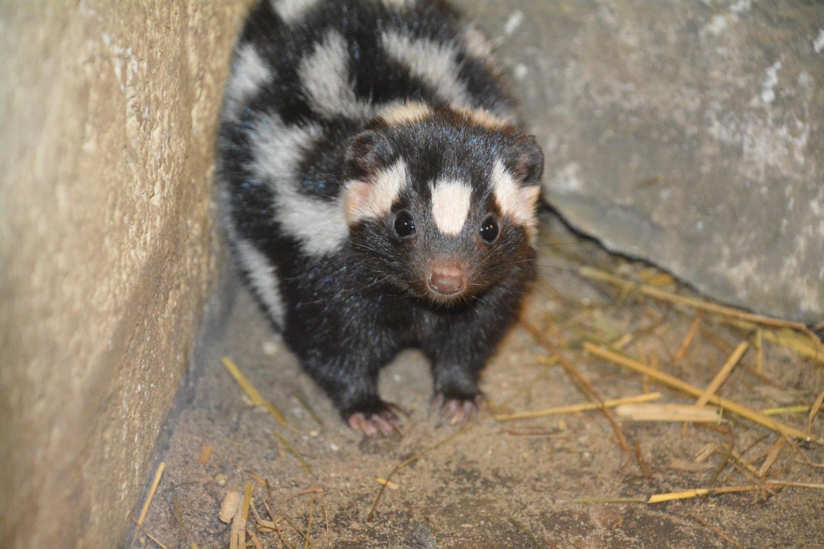 Eastern spotted skunk (Spilogale putorius)