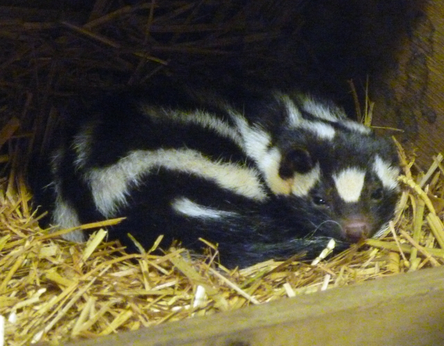 Eastern spotted skunk (Spilogale putorius)