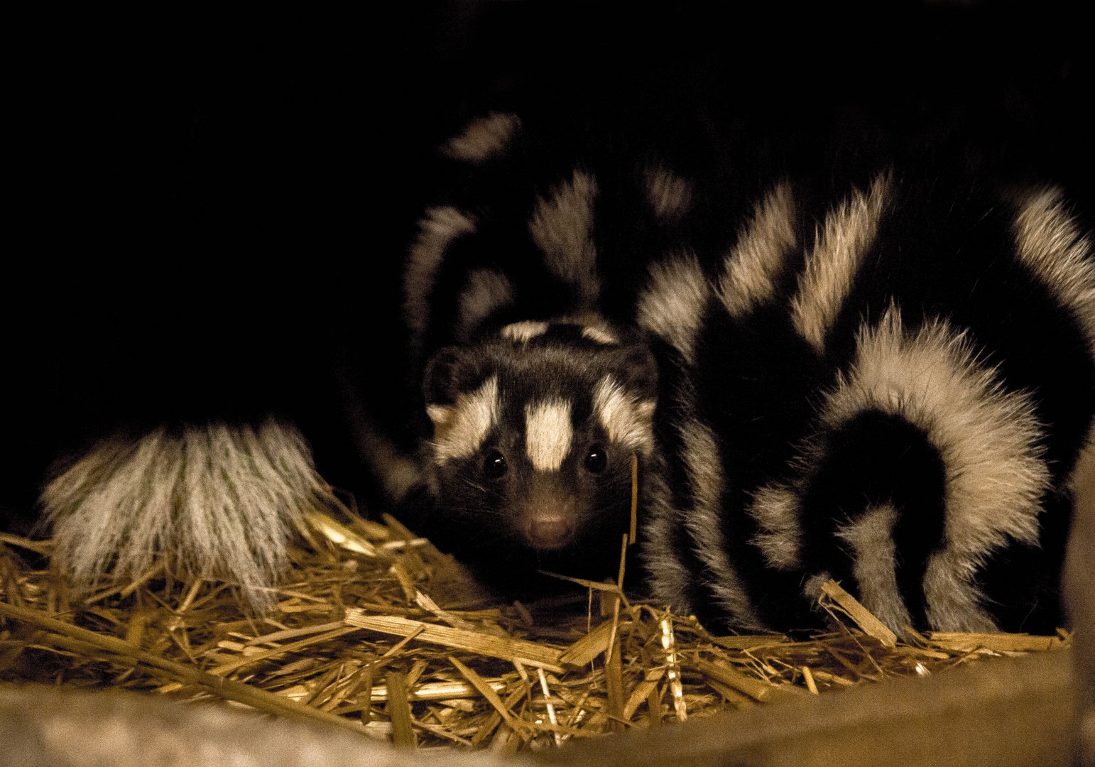 Eastern spotted skunk, Spilogale putorius
