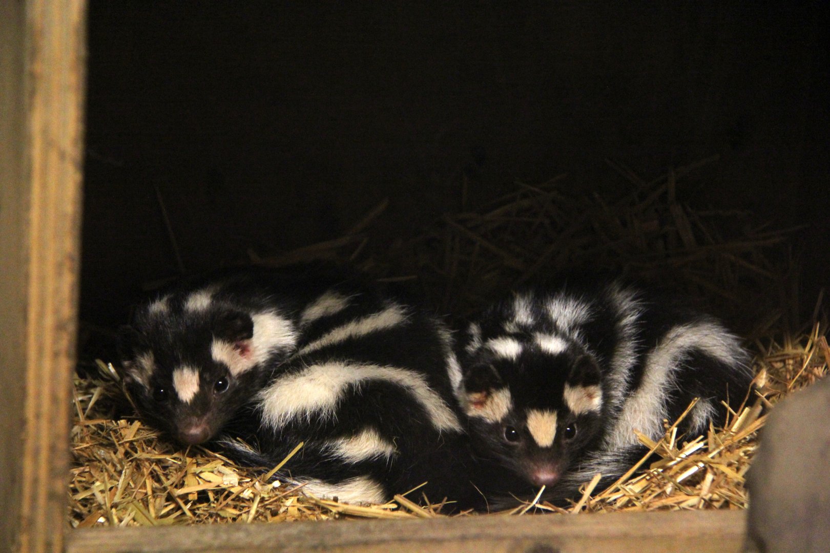 eastern spotted skunk (Spilogale putorius)