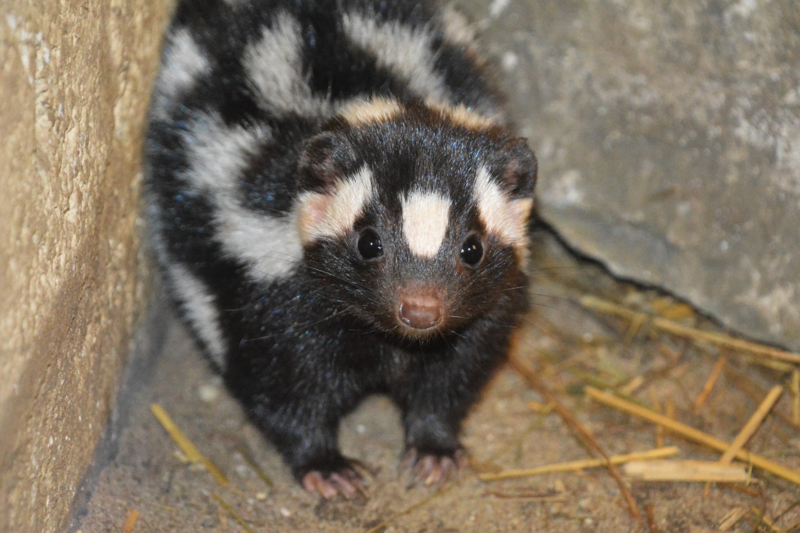 Eastern spotted skunk (Spilogale putorius)