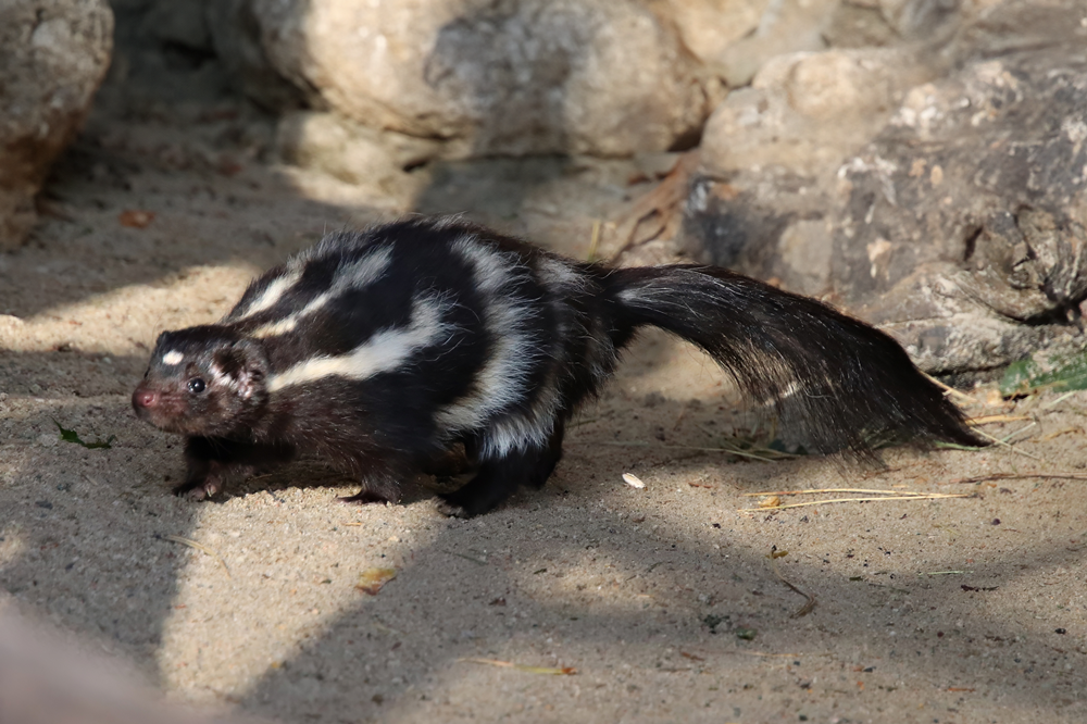 Eastern spotted skunk (Spilogale putorius)