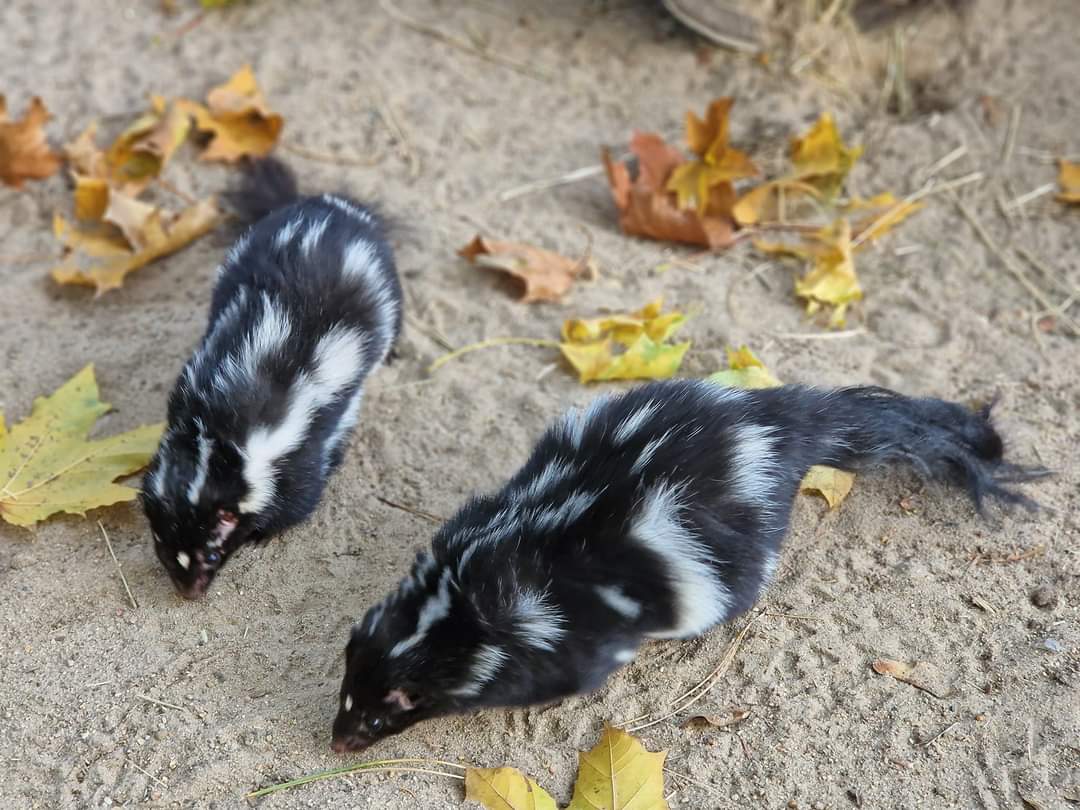 Eastern Spotted Skunk, two females