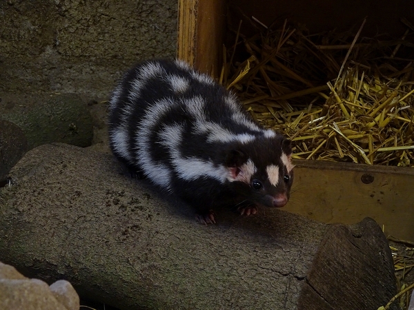 Eastern Spotted Skunk