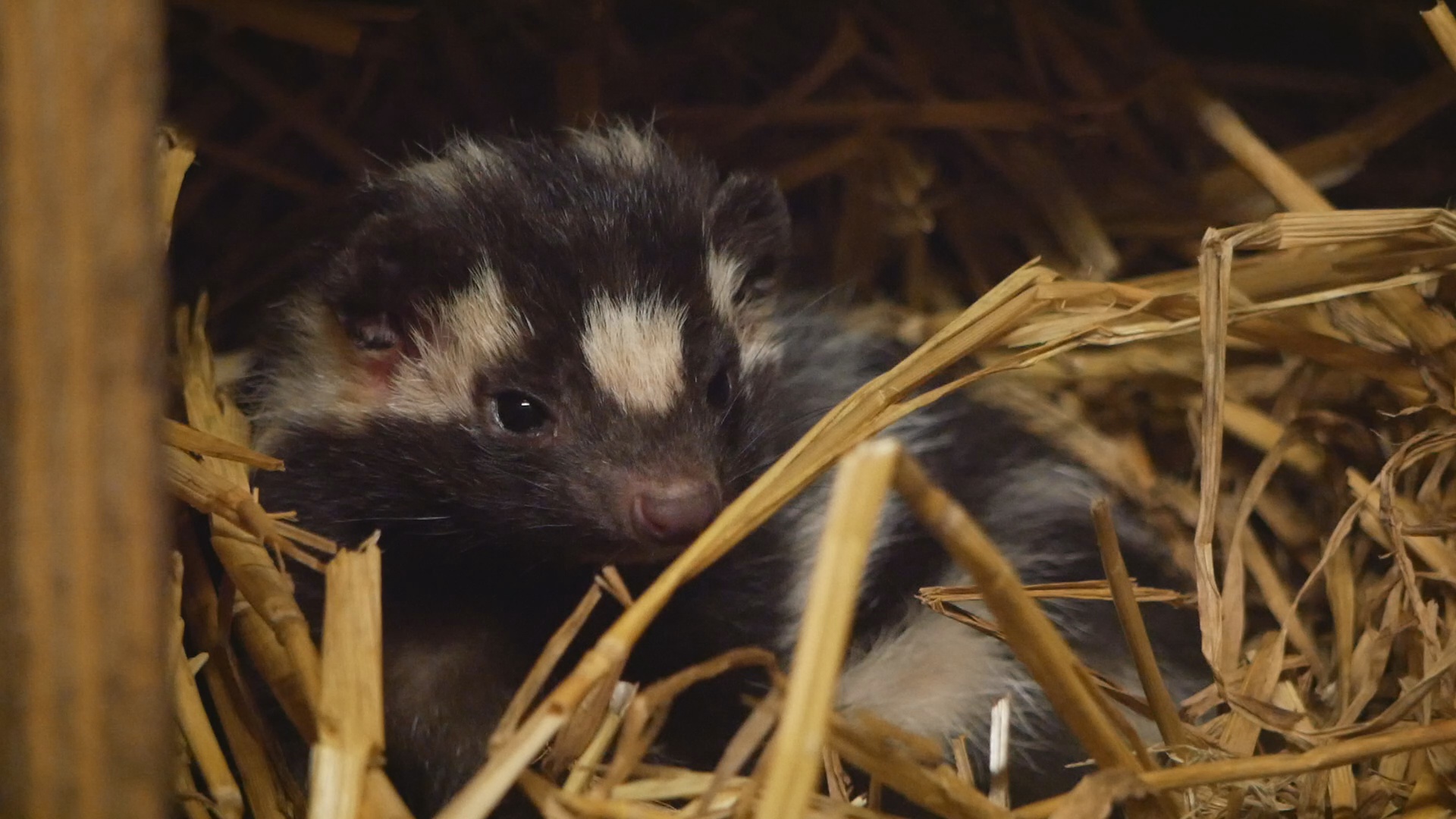 eastern spotted skunk