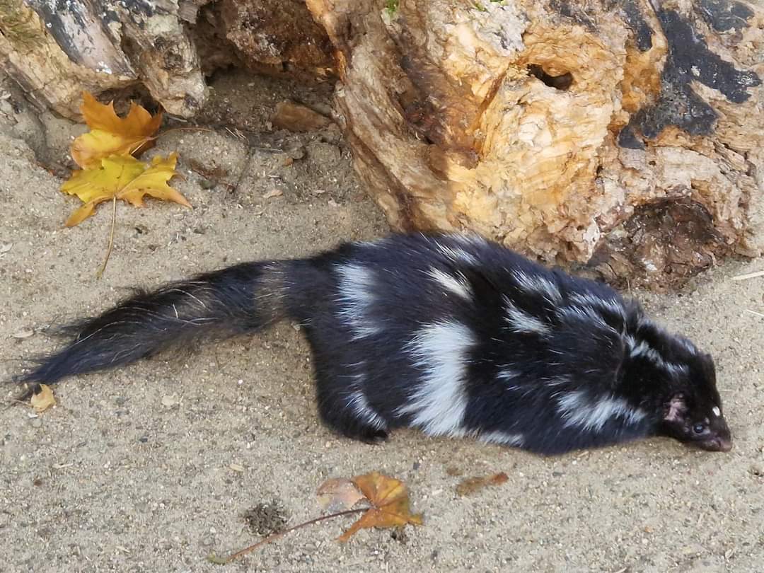 Eastern Spotted Skunk