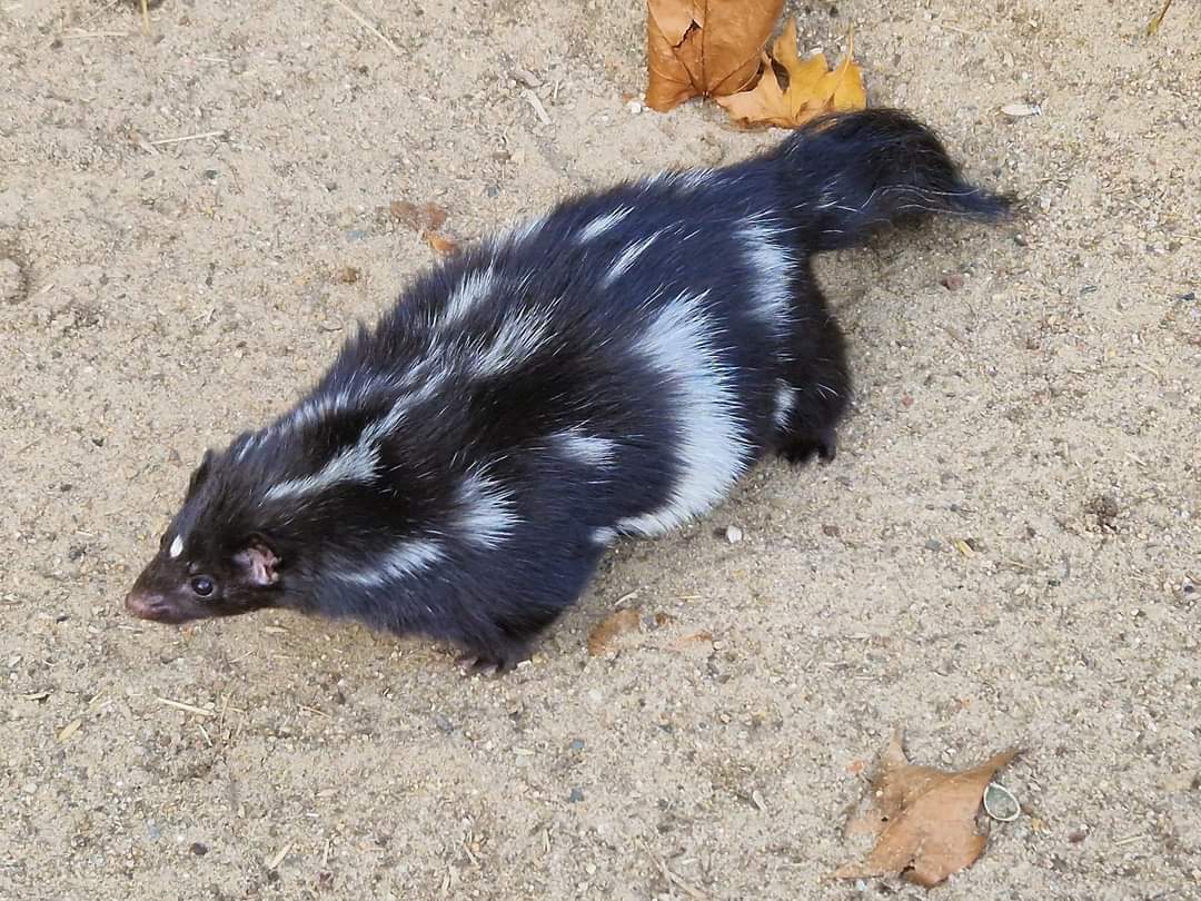 Eastern Spotted Skunk