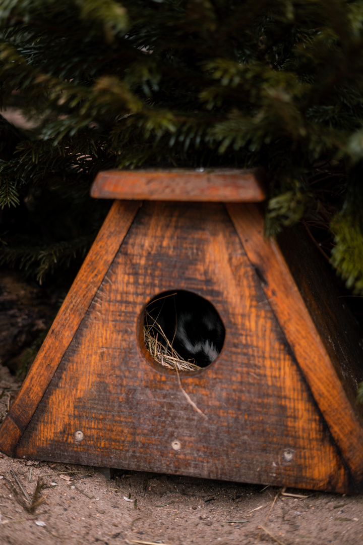 Eastern Spotted Skunk